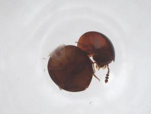  ( - CBG-A60095-C12)  @11 [ ] CreativeCommons - Attribution Share - Alike (2024) Centre for Biodiversity Genomics Centre for Biodiversity Genomics