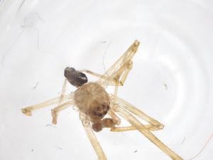  ( - CBG-A60109-H08)  @11 [ ] CreativeCommons - Attribution Share - Alike (2025) Centre for Biodiversity Genomics Centre for Biodiversity Genomics