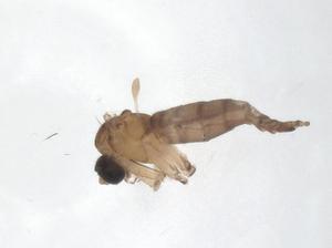  ( - CBG-A61757-A04)  @11 [ ] CreativeCommons - Attribution Share - Alike (2025) Centre for Biodiversity Genomics Centre for Biodiversity Genomics