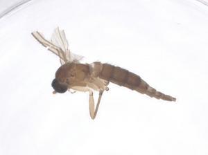  ( - CBG-A61761-D01)  @11 [ ] CreativeCommons - Attribution Share - Alike (2025) Centre for Biodiversity Genomics Centre for Biodiversity Genomics