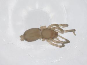  ( - CBG-A62573-D07)  @11 [ ] CreativeCommons - Attribution Share - Alike (2025) Centre for Biodiversity Genomics Centre for Biodiversity Genomics