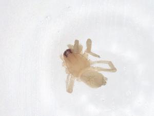  ( - CBG-A62575-G04)  @11 [ ] CreativeCommons - Attribution Share - Alike (2025) Centre for Biodiversity Genomics Centre for Biodiversity Genomics