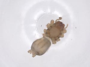  ( - CBG-A63913-C11)  @11 [ ] CreativeCommons - Attribution Share - Alike (2025) Centre for Biodiversity Genomics Centre for Biodiversity Genomics