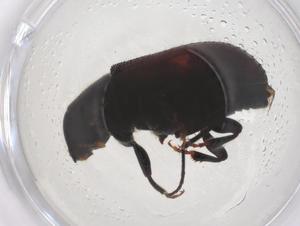  (Tomicus destruens - CBG-B02333-A01)  @11 [ ] CreativeCommons - Attribution Share - Alike (2025) Centre for Biodiversity Genomics Centre for Biodiversity Genomics