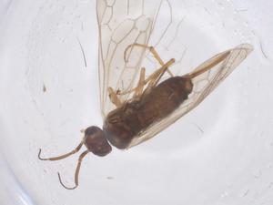  ( - CBG-B02334-F03)  @11 [ ] CreativeCommons - Attribution Share - Alike (2025) Centre for Biodiversity Genomics Centre for Biodiversity Genomics