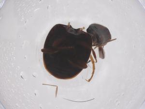  ( - CBG-B02336-E05)  @11 [ ] CreativeCommons - Attribution Share - Alike (2025) Centre for Biodiversity Genomics Centre for Biodiversity Genomics