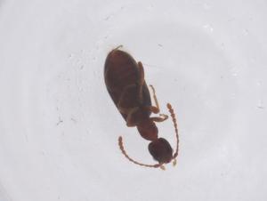  ( - CBG-B02337-B03)  @11 [ ] CreativeCommons - Attribution Share - Alike (2025) Centre for Biodiversity Genomics Centre for Biodiversity Genomics