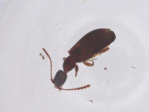  ( - CBG-B02337-B05)  @11 [ ] CreativeCommons - Attribution Share - Alike (2025) Centre for Biodiversity Genomics Centre for Biodiversity Genomics