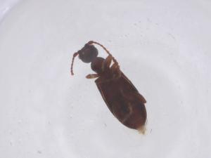  ( - CBG-B02337-C06)  @11 [ ] CreativeCommons - Attribution Share - Alike (2025) Centre for Biodiversity Genomics Centre for Biodiversity Genomics