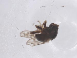  ( - CBG-B02337-E05)  @11 [ ] CreativeCommons - Attribution Share - Alike (2025) Centre for Biodiversity Genomics Centre for Biodiversity Genomics