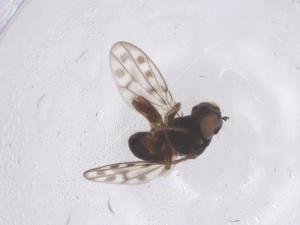  ( - CBG-B02337-G09)  @11 [ ] CreativeCommons - Attribution Share - Alike (2025) Centre for Biodiversity Genomics Centre for Biodiversity Genomics