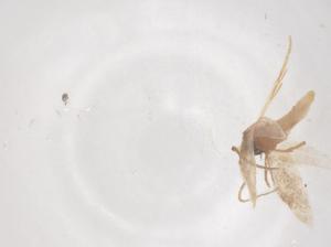  ( - CBG-B02410-A02)  @11 [ ] CreativeCommons - Attribution Share - Alike (2025) Centre for Biodiversity Genomics Centre for Biodiversity Genomics