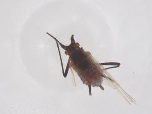  (Macrosiphoniella absinthii - CBG-B02410-B11)  @11 [ ] CreativeCommons - Attribution Share - Alike (2025) Centre for Biodiversity Genomics Centre for Biodiversity Genomics