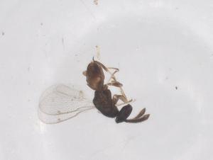  ( - CBG-B02410-E05)  @11 [ ] CreativeCommons - Attribution Share - Alike (2025) Centre for Biodiversity Genomics Centre for Biodiversity Genomics