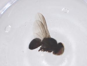  ( - CBG-B02411-E03)  @11 [ ] CreativeCommons - Attribution Share - Alike (2025) Centre for Biodiversity Genomics Centre for Biodiversity Genomics