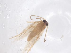  ( - CBG-B02411-H11)  @11 [ ] CreativeCommons - Attribution Share - Alike (2025) Centre for Biodiversity Genomics Centre for Biodiversity Genomics