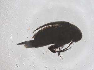  ( - CBG-B02413-F05)  @11 [ ] CreativeCommons - Attribution Share - Alike (2025) Centre for Biodiversity Genomics Centre for Biodiversity Genomics