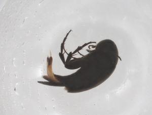  ( - CBG-B02413-F07)  @11 [ ] CreativeCommons - Attribution Share - Alike (2025) Centre for Biodiversity Genomics Centre for Biodiversity Genomics