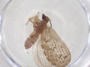  ( - CBG-B02413-G07)  @11 [ ] CreativeCommons - Attribution Share - Alike (2025) Centre for Biodiversity Genomics Centre for Biodiversity Genomics