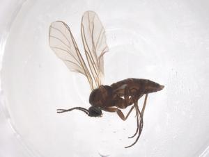  (Bradysia xenoreflexa - CBG-B02414-A12)  @11 [ ] CreativeCommons - Attribution Share - Alike (2025) Centre for Biodiversity Genomics Centre for Biodiversity Genomics