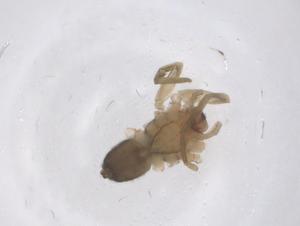  (Mesiotelus mauritanicus - CBG-B02415-A07)  @11 [ ] CreativeCommons - Attribution Share - Alike (2025) Centre for Biodiversity Genomics Centre for Biodiversity Genomics