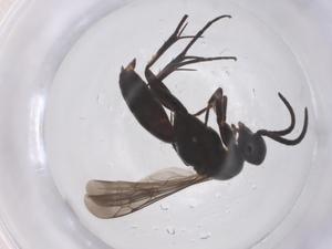  ( - CBG-B02415-A08)  @11 [ ] CreativeCommons - Attribution Share - Alike (2025) Centre for Biodiversity Genomics Centre for Biodiversity Genomics