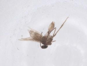  ( - CBG-B02415-E02)  @11 [ ] CreativeCommons - Attribution Share - Alike (2025) Centre for Biodiversity Genomics Centre for Biodiversity Genomics