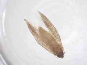  (Apatetris agenjoi - CBG-B02416-C12)  @11 [ ] CreativeCommons - Attribution Share - Alike (2025) Centre for Biodiversity Genomics Centre for Biodiversity Genomics