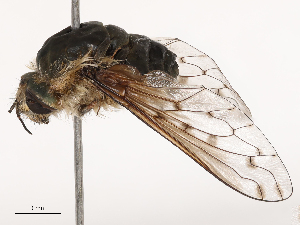  ( - CBG-B02482-B03)  @11 [ ] CreativeCommons - Attribution Share - Alike (2025) CBG Photography Group Centre for Biodiversity Genomics