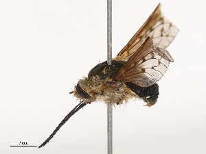  ( - CBG-B02482-B04)  @11 [ ] CreativeCommons - Attribution Share - Alike (2025) CBG Photography Group Centre for Biodiversity Genomics