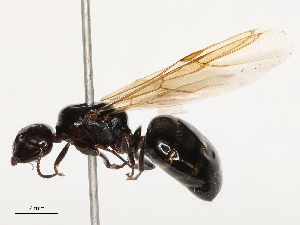  ( - CBG-B02483-A08)  @11 [ ] CreativeCommons - Attribution Share - Alike (2025) CBG Photography Group Centre for Biodiversity Genomics