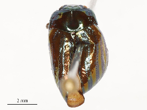  ( - CBG-B02483-E04)  @11 [ ] CreativeCommons - Attribution Share - Alike (2025) CBG Photography Group Centre for Biodiversity Genomics
