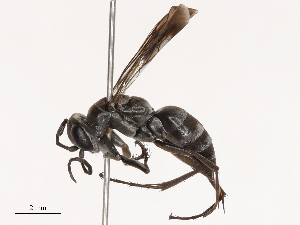  ( - CBG-B02483-H01)  @11 [ ] CreativeCommons - Attribution Share - Alike (2025) CBG Photography Group Centre for Biodiversity Genomics