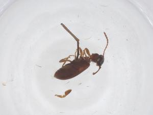  ( - CBG-B20195-B08)  @11 [ ] CreativeCommons - Attribution Share - Alike (2025) Centre for Biodiversity Genomics Centre for Biodiversity Genomics