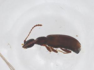  ( - CBG-B20195-C07)  @11 [ ] CreativeCommons - Attribution Share - Alike (2025) Centre for Biodiversity Genomics Centre for Biodiversity Genomics