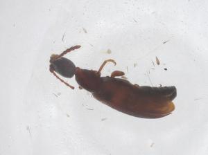  ( - CBG-B20195-D02)  @11 [ ] CreativeCommons - Attribution Share - Alike (2025) Centre for Biodiversity Genomics Centre for Biodiversity Genomics