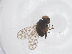  ( - CBG-B20195-F06)  @11 [ ] CreativeCommons - Attribution Share - Alike (2025) Centre for Biodiversity Genomics Centre for Biodiversity Genomics