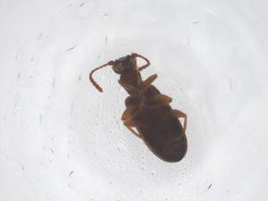  ( - CBG-B20195-G11)  @11 [ ] CreativeCommons - Attribution Share - Alike (2025) Centre for Biodiversity Genomics Centre for Biodiversity Genomics