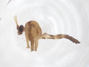  ( - CBG-B20195-H07)  @11 [ ] CreativeCommons - Attribution Share - Alike (2025) Centre for Biodiversity Genomics Centre for Biodiversity Genomics