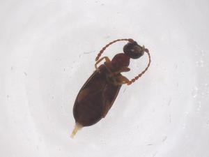  ( - CBG-B20196-A06)  @11 [ ] CreativeCommons - Attribution Share - Alike (2025) Centre for Biodiversity Genomics Centre for Biodiversity Genomics