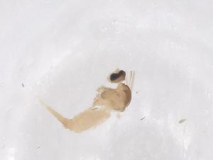  (Dasineura serotina - CBG-B20196-C04)  @11 [ ] CreativeCommons - Attribution Share - Alike (2025) Centre for Biodiversity Genomics Centre for Biodiversity Genomics