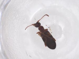  ( - CBG-B20196-D05)  @11 [ ] CreativeCommons - Attribution Share - Alike (2025) Centre for Biodiversity Genomics Centre for Biodiversity Genomics