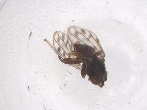  ( - CBG-B20196-G02)  @11 [ ] CreativeCommons - Attribution Share - Alike (2025) Centre for Biodiversity Genomics Centre for Biodiversity Genomics