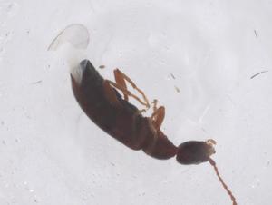  ( - CBG-B20197-B11)  @11 [ ] CreativeCommons - Attribution Share - Alike (2025) Centre for Biodiversity Genomics Centre for Biodiversity Genomics