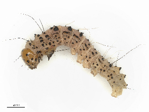  ( - CBG-B01659-G04)  @11 [ ] CreativeCommons - Attribution Share - Alike (2025) CBG Photography Group Centre for Biodiversity Genomics