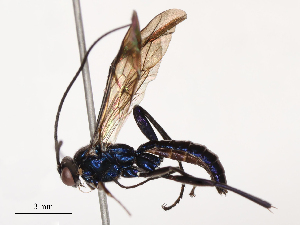  ( - CBG-B03400-A12)  @11 [ ] CreativeCommons - Attribution Share - Alike (2025) CBG Photography Group Centre for Biodiversity Genomics