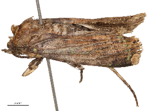  ( - CBG-B03400-F07)  @11 [ ] CreativeCommons - Attribution Share - Alike (2025) CBG Photography Group Centre for Biodiversity Genomics