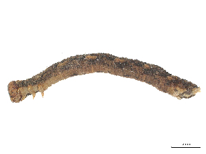  ( - CBG-B03405-H03)  @11 [ ] CreativeCommons - Attribution Share - Alike (2025) CBG Photography Group Centre for Biodiversity Genomics