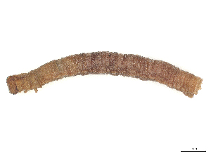  ( - CBG-B03405-H04)  @11 [ ] CreativeCommons - Attribution Share - Alike (2025) CBG Photography Group Centre for Biodiversity Genomics