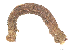  ( - CBG-B03405-H05)  @11 [ ] CreativeCommons - Attribution Share - Alike (2025) CBG Photography Group Centre for Biodiversity Genomics